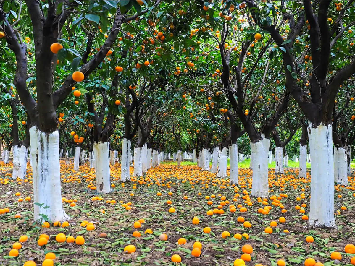 Kampos Citrus Chios