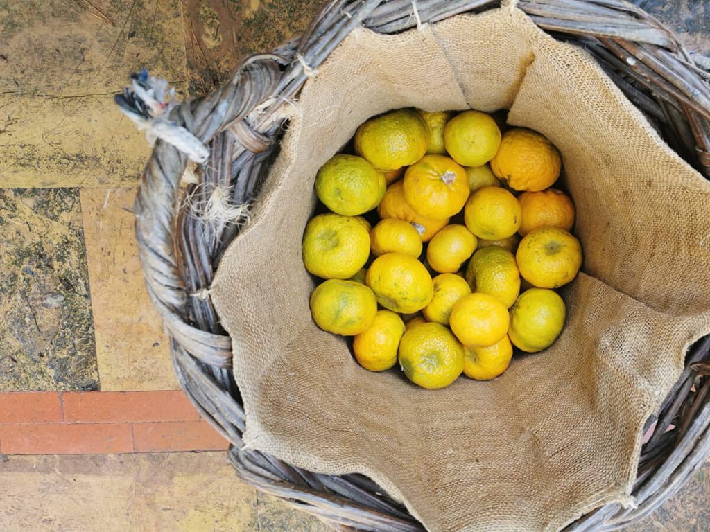 Kampos Citrus Chios