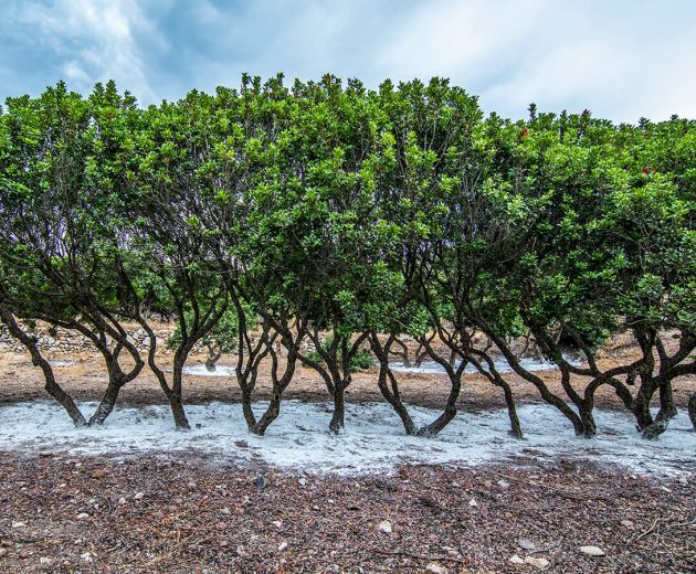 Chios Mastiha tree Mastic