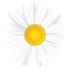 Benovias daisy