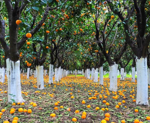 Kampos Citrus Chios